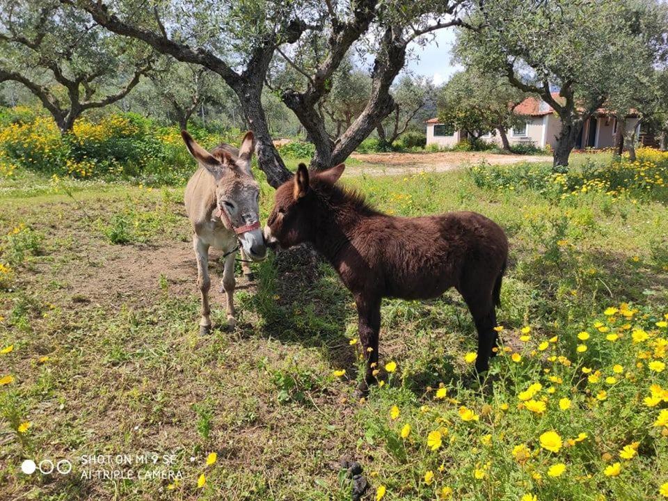 Lithies Organic Farm Prázdninový dům Vasilikí